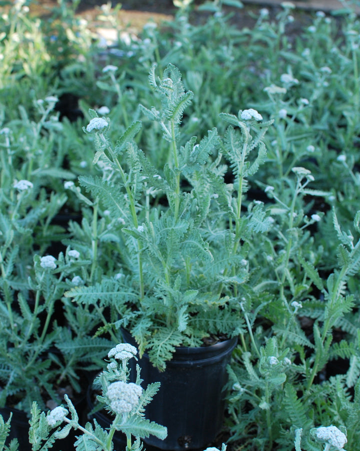 Achillea x 'Moonshine' (Yarrow)