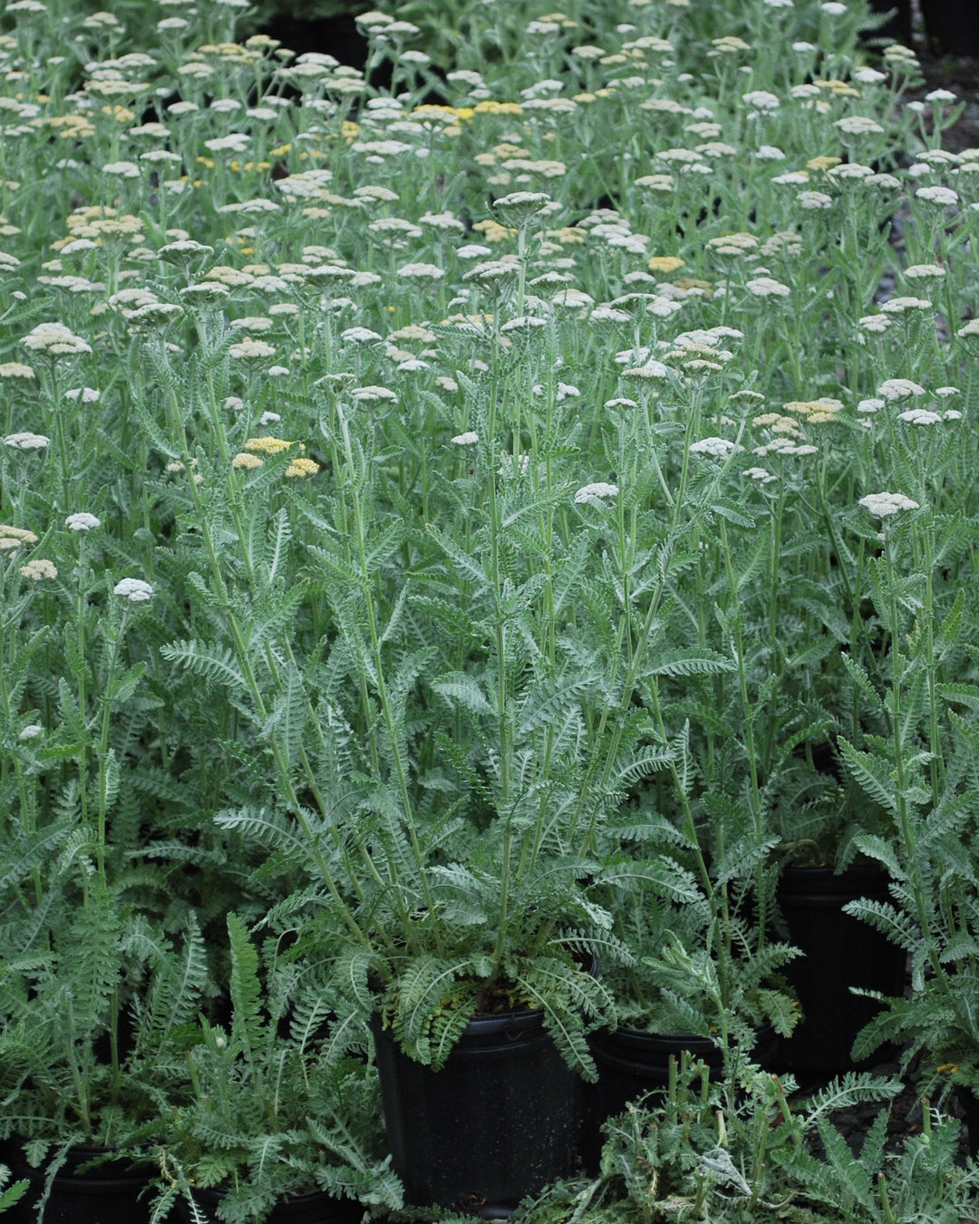 Achillea x 'Moonshine' (Yarrow)