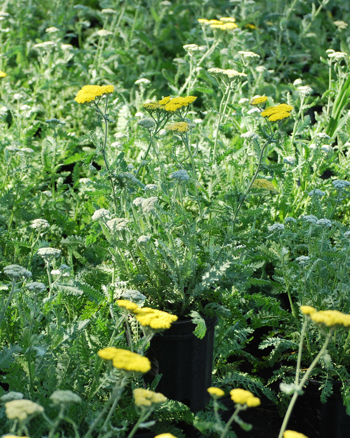 Achillea x 'Moonshine' (Yarrow)