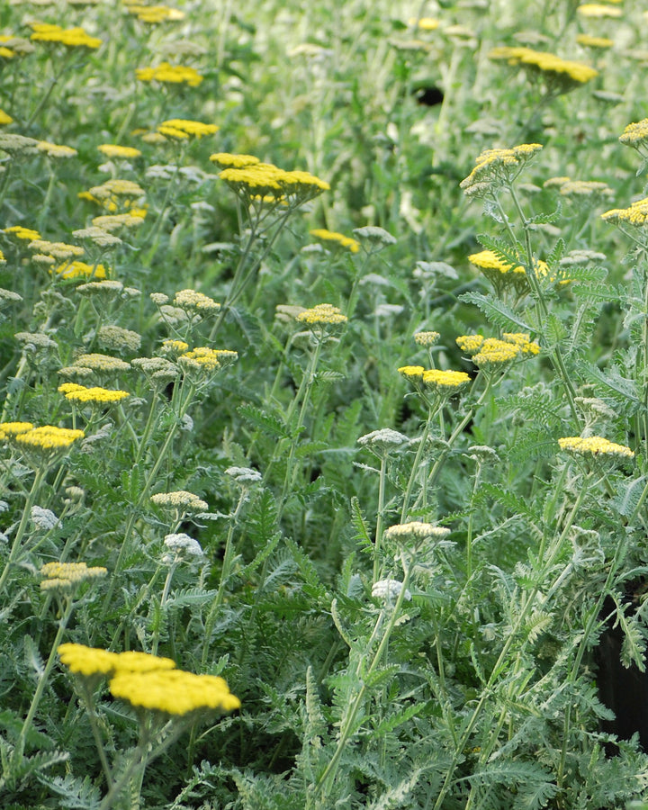 Achillea x 'Moonshine' (Yarrow)