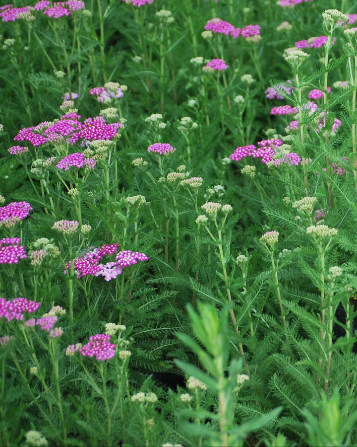 Achillea millefolium 'Oertel's Rose' (Yarrow)