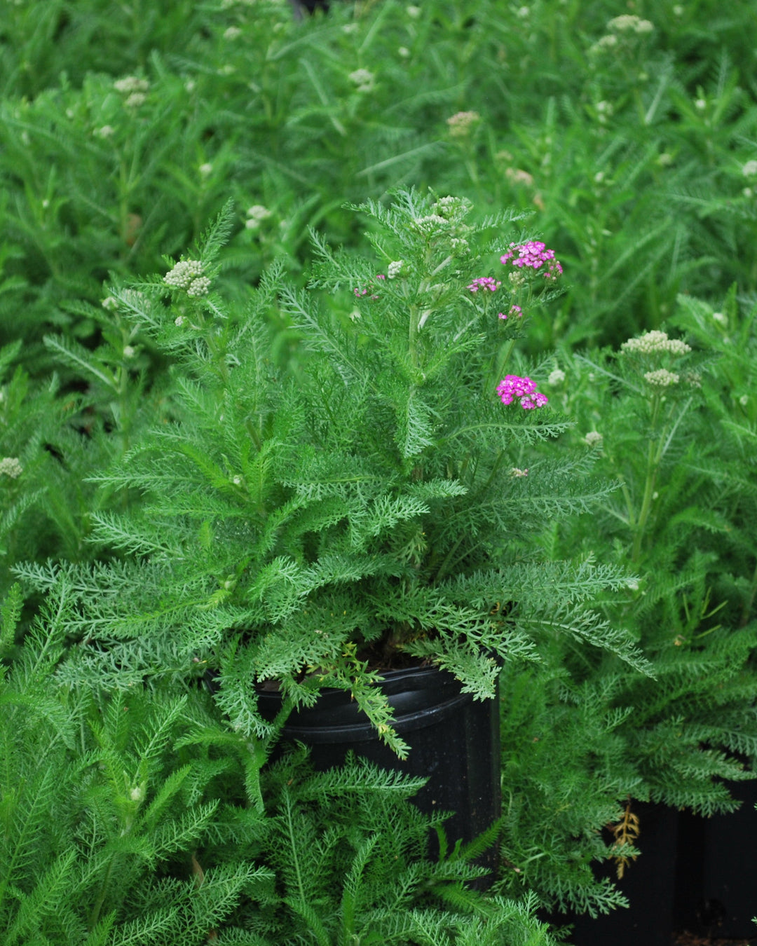 Achillea millefolium 'Oertel's Rose' (Yarrow)