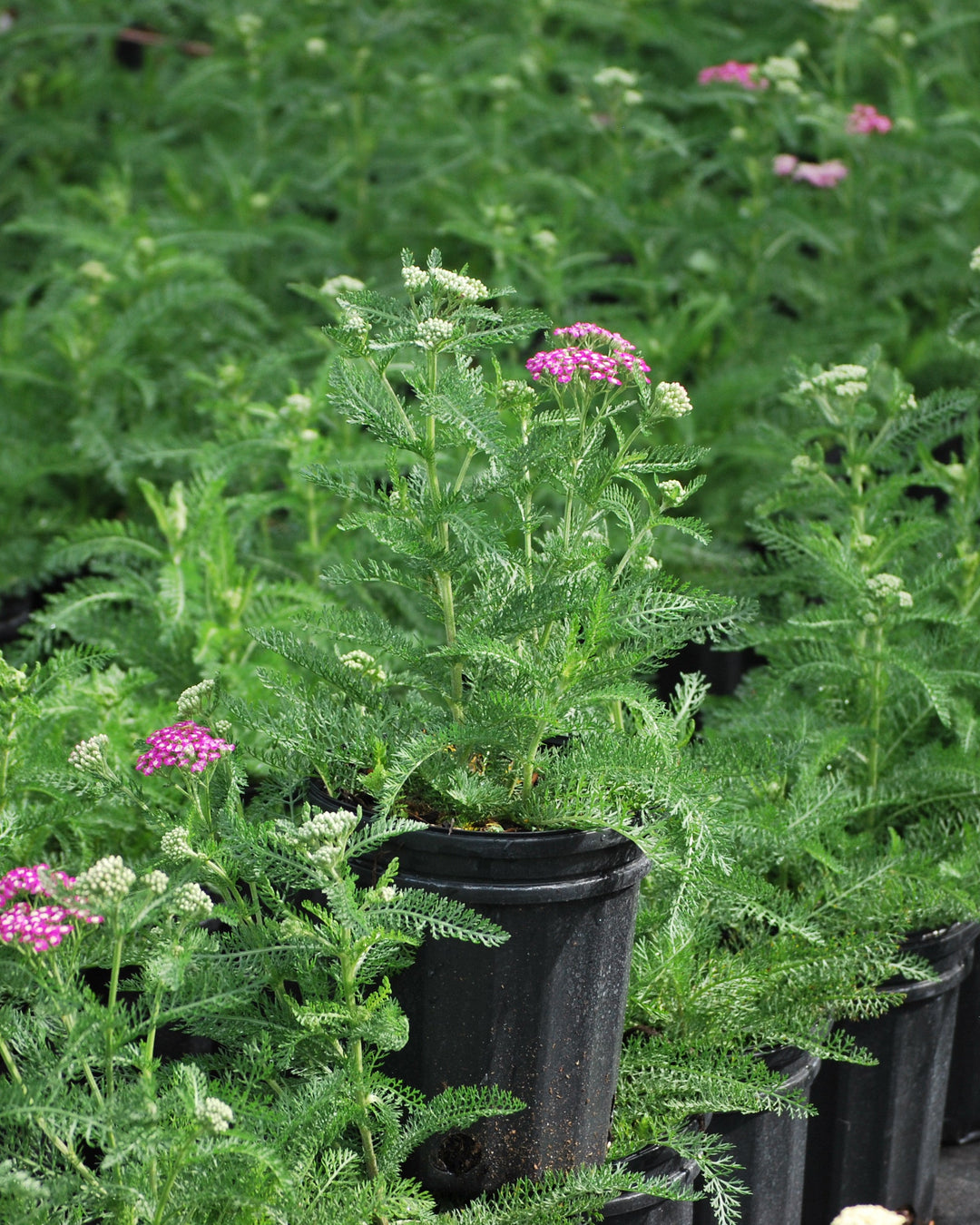Achillea millefolium 'Oertel's Rose' (Yarrow)