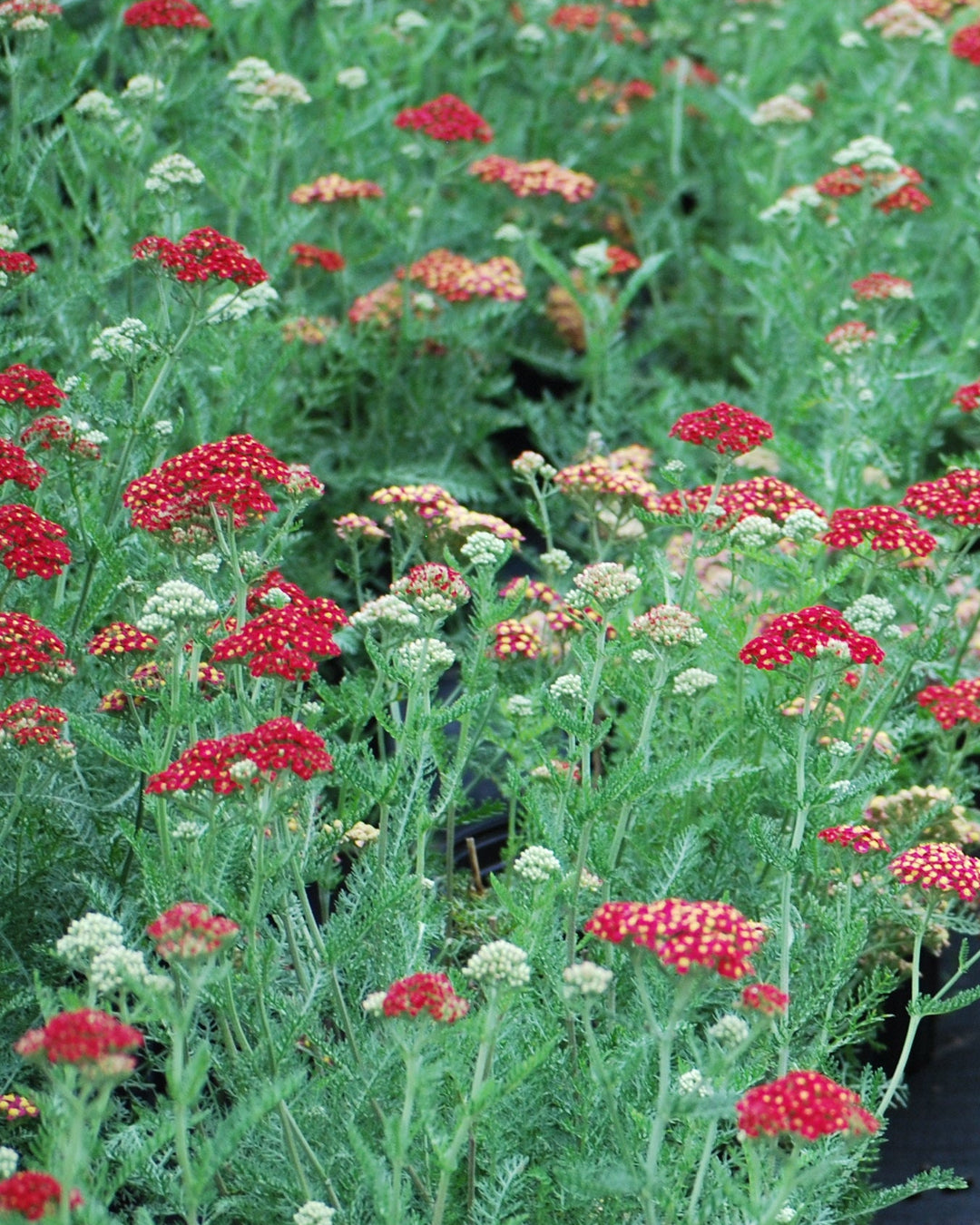 Achillea millefolium 'Paprika' (Yarrow)