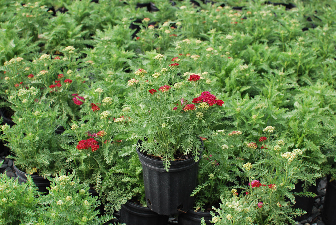 Achillea millefolium 'Pomegranate' (Yarrow)