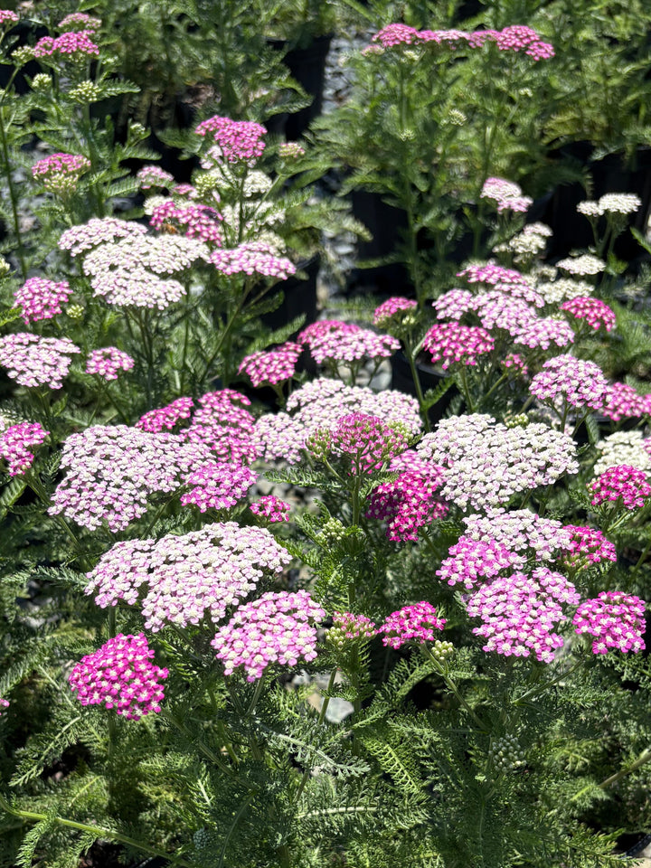 Achillea millefolium 'Oertel's Rose' (Yarrow)