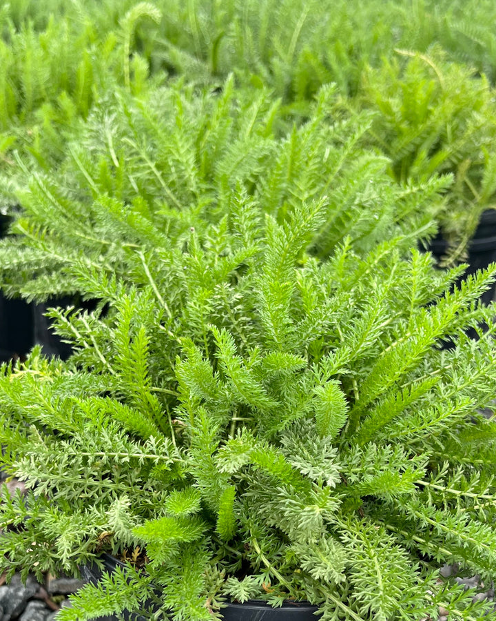 Achillea millefolium (Common Yarrow)