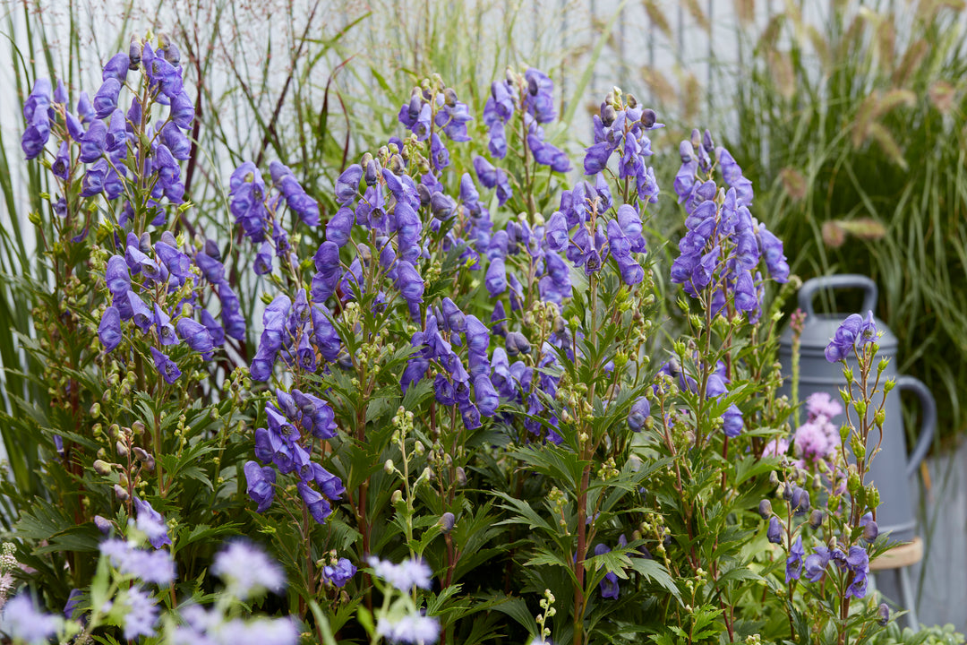 Aconitum carmichaelii ‘Pershore Abbey’ (Monkshood)