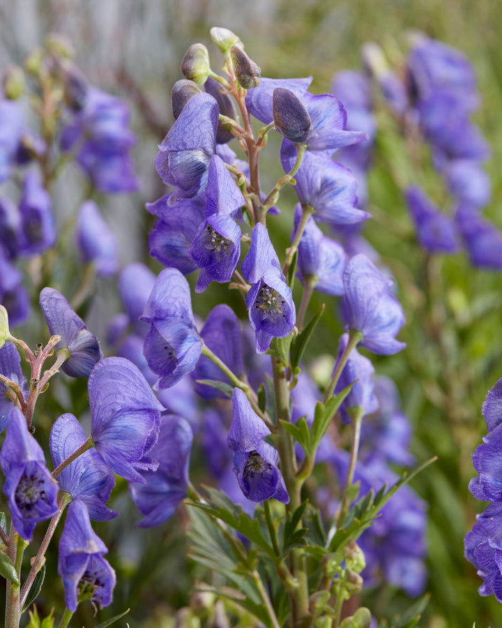 Aconitum carmichaelii ‘Pershore Abbey’ (Monkshood)