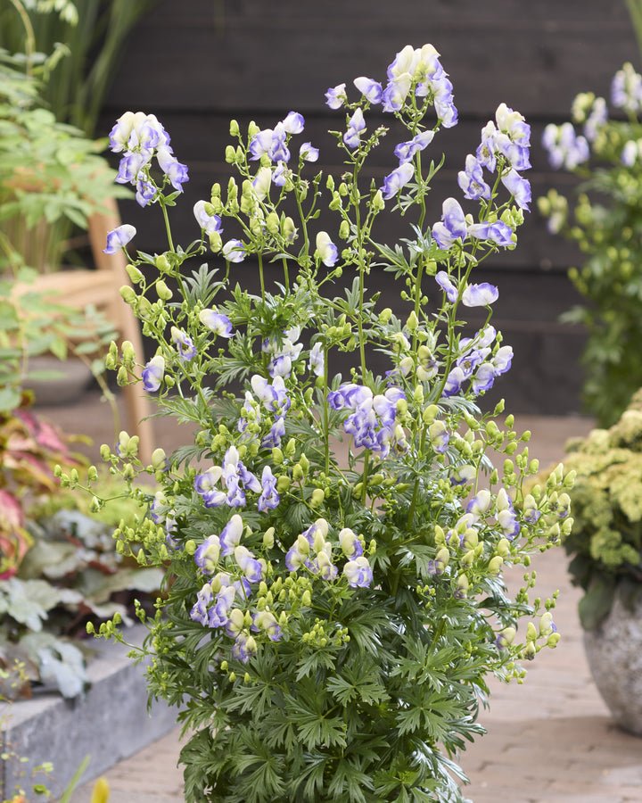 Aconitum x. c. ‘Bicolor’ (Monkshood)