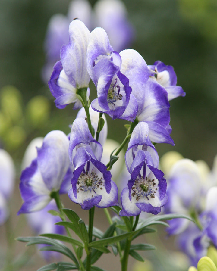 Aconitum x. c. ‘Bicolor’ (Monkshood)