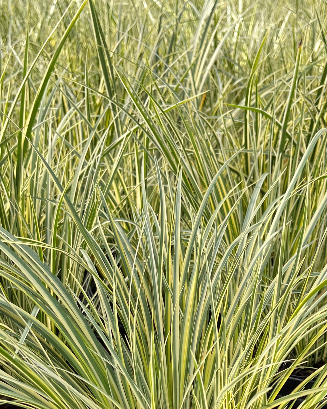 Acorus gramineus 'Variegatus' (Variegated Sweet Flag)