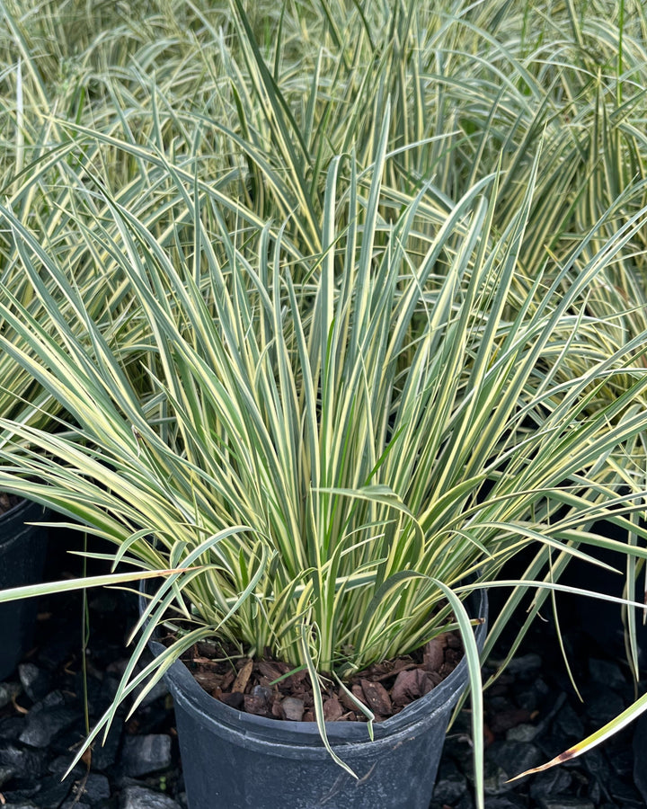 Acorus gramineus 'Variegatus' (Variegated Sweet Flag)