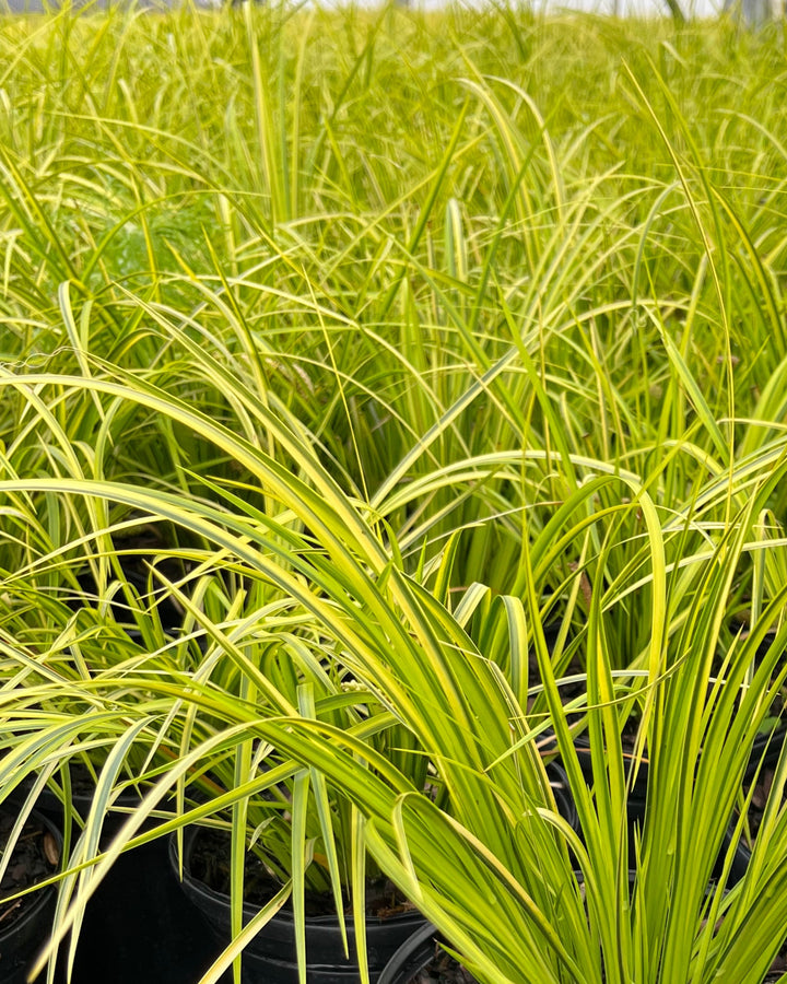Acorus gramineus 'Ogon' (Golden Variegated Sweet Flag)