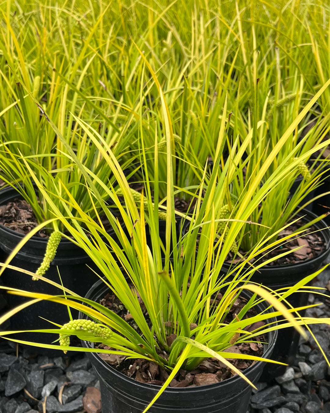 Acorus gramineus 'Ogon' (Golden Variegated Sweet Flag)