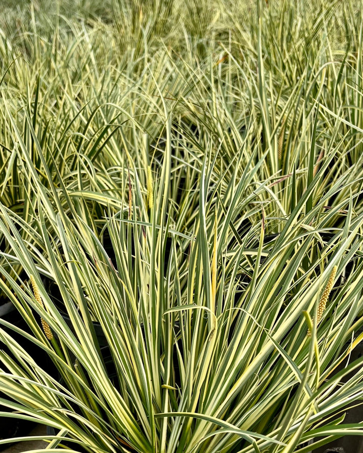 Acorus gramineus 'Variegatus' (Variegated Sweet Flag)