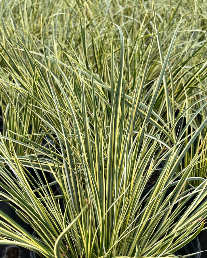 Acorus gramineus 'Variegatus' (Variegated Sweet Flag)
