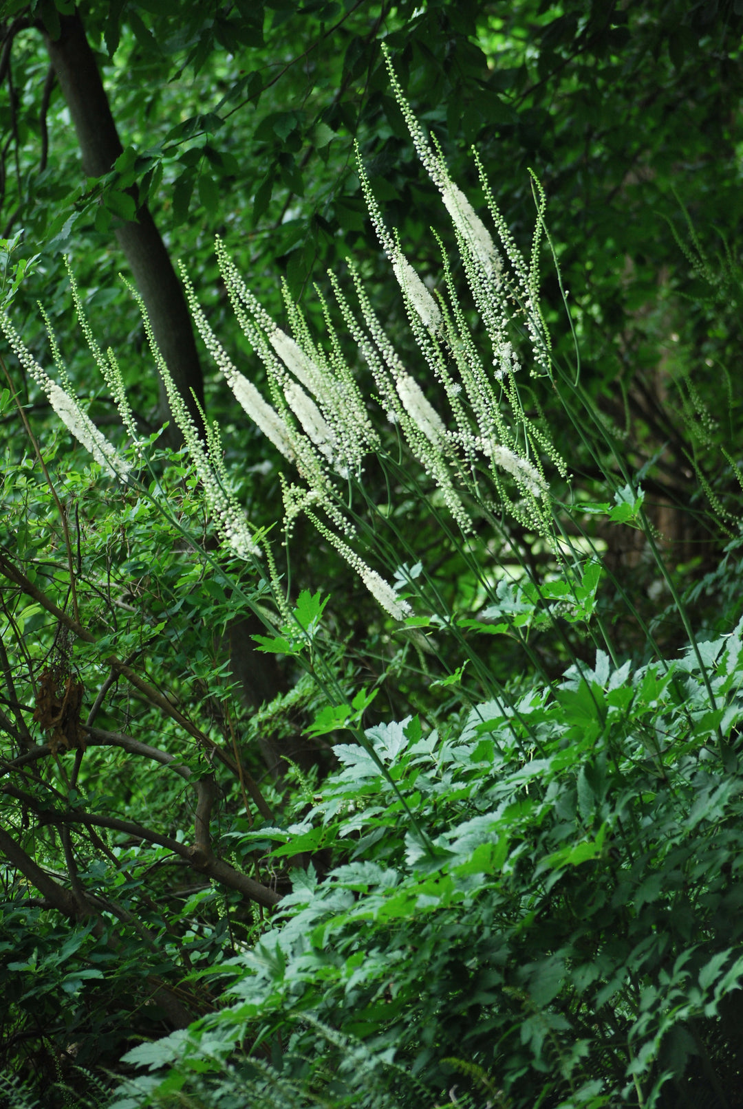 Actaea racemosa (Snakeroot)