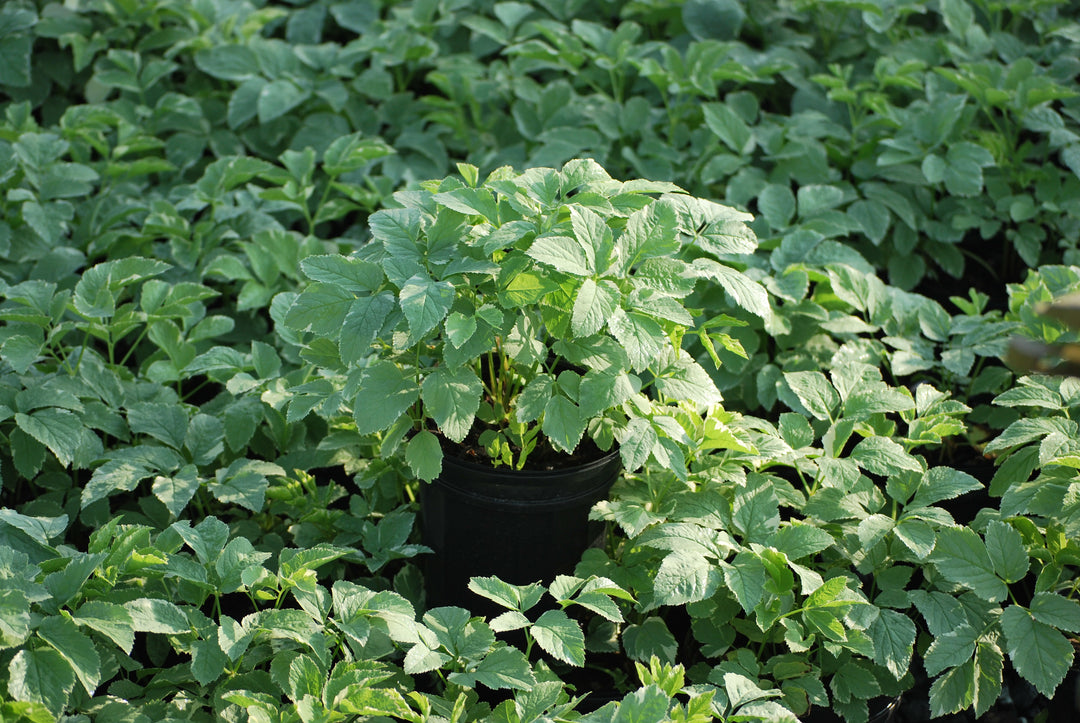 Aegopodium podagraria 'Variegatum' (Snow on the Mountain)