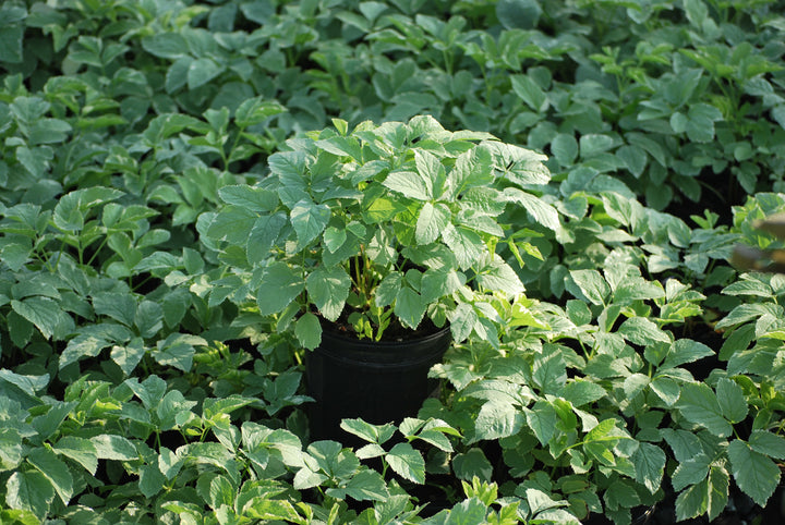 Aegopodium podagraria 'Variegatum' (Snow on the Mountain)