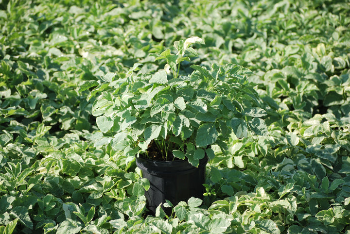 Aegopodium podagraria 'Variegatum' (Snow on the Mountain)
