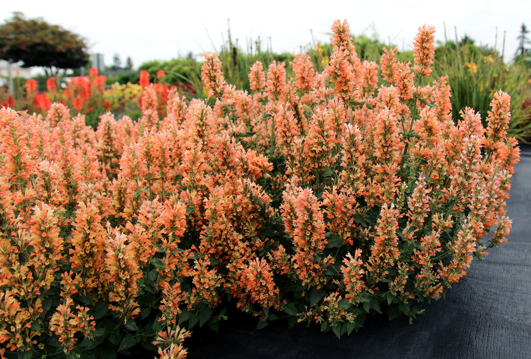 Agastache x ‘Peach Pearl’ (Hummingbird Mint)