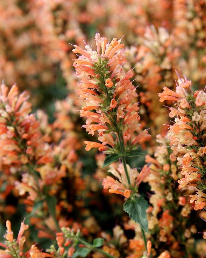 Agastache x ‘Peach Pearl’ (Hummingbird Mint)