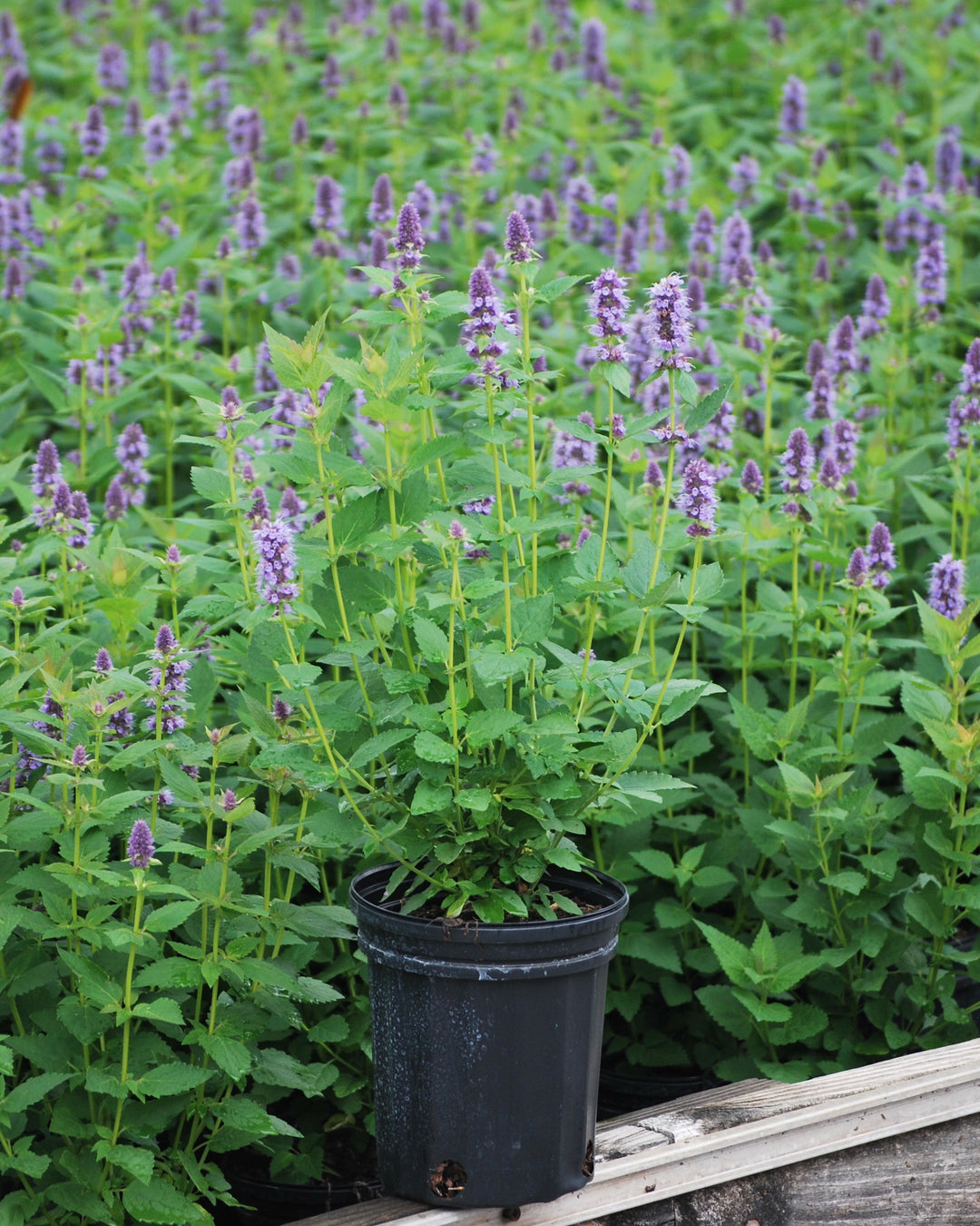 Agastache x 'Blue Fortune' (Mexican Hyssop)