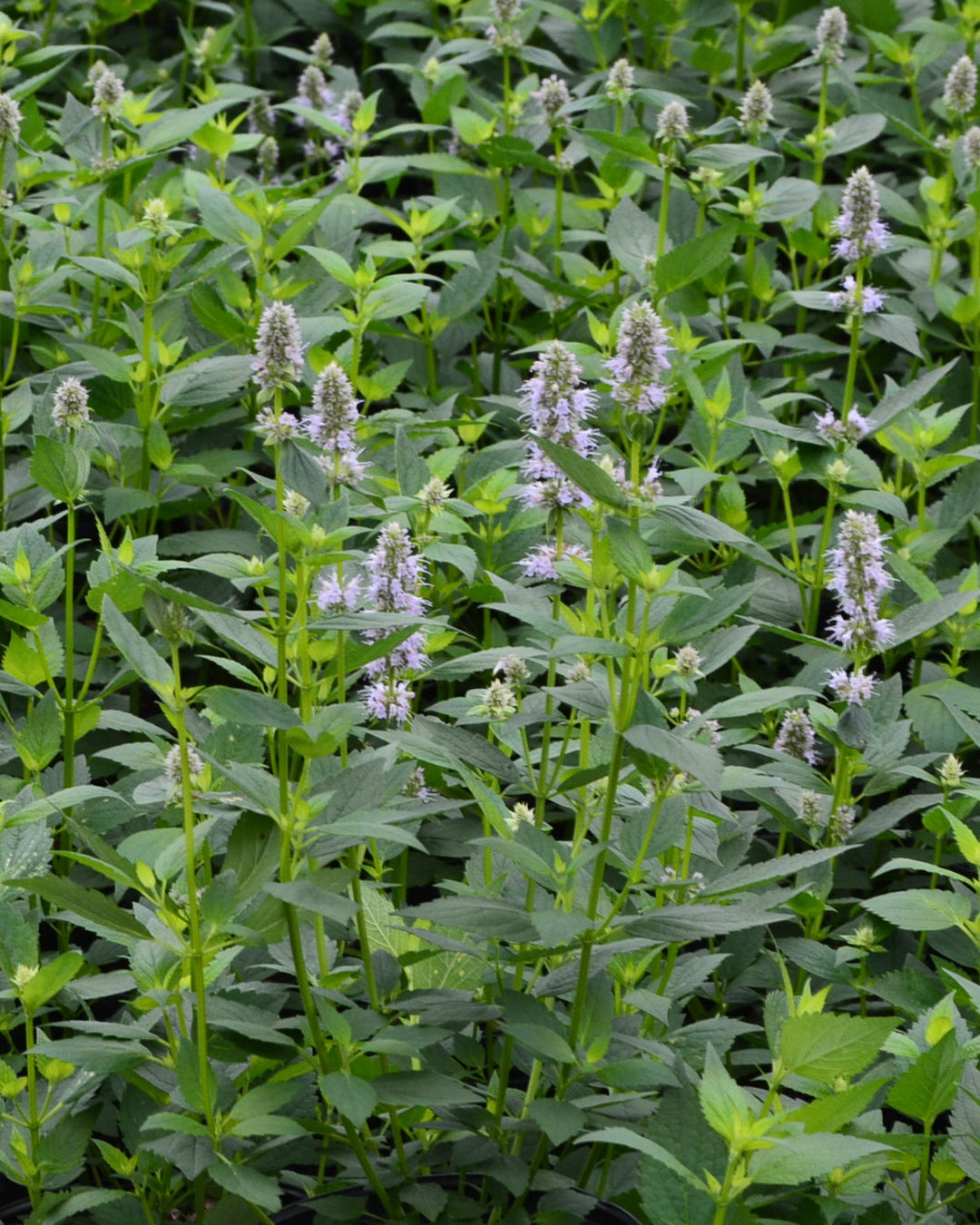 Agastache x 'Blue Fortune' (Mexican Hyssop)
