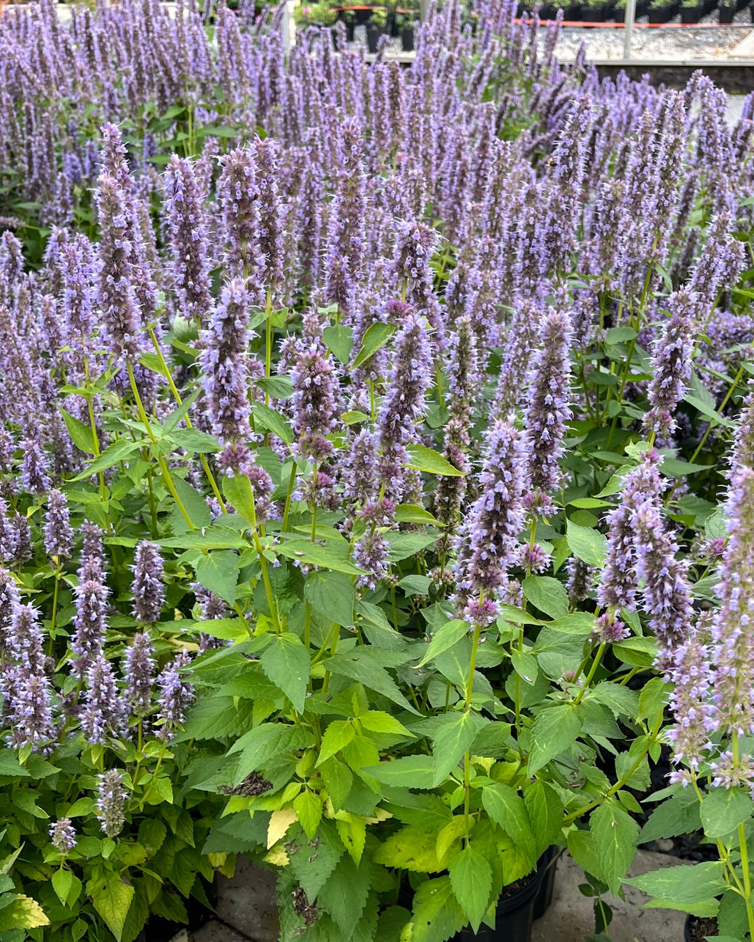 Agastache x 'Blue Fortune' (Mexican Hyssop)