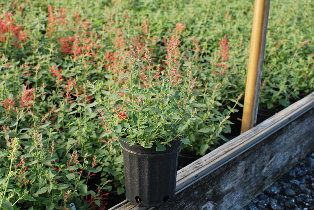 Agastache x Kudos™ Coral (Dwarf Hummingbird Mint)