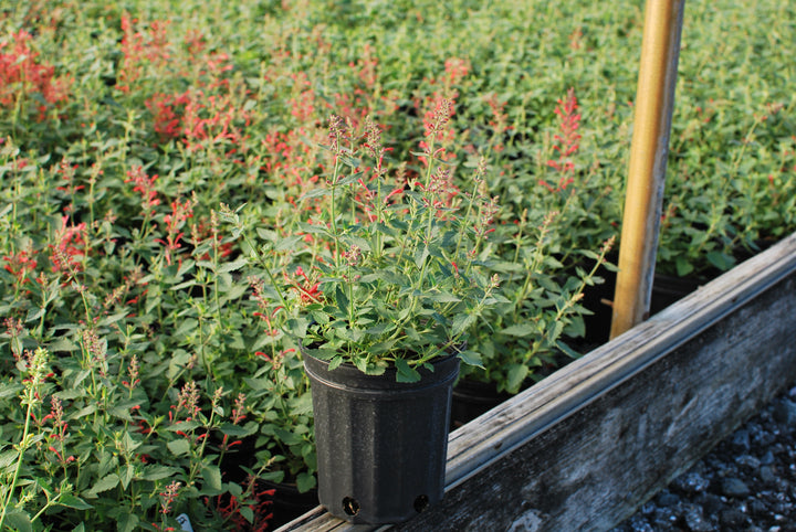 Agastache x Kudos™ Coral (Dwarf Hummingbird Mint)