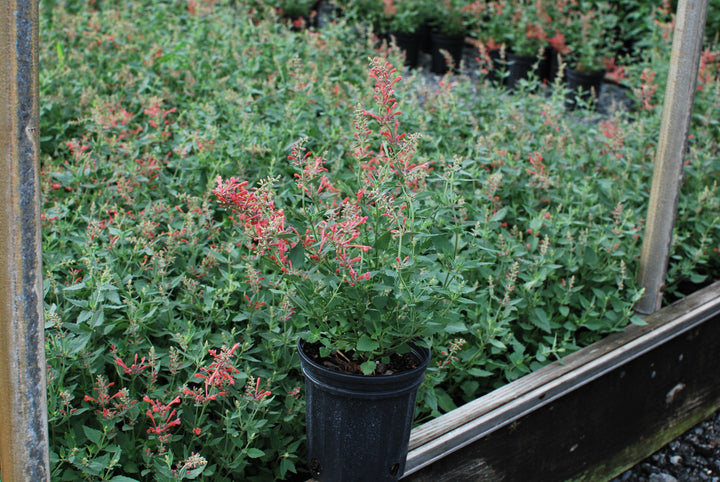 Agastache x Kudos™ Coral (Dwarf Hummingbird Mint)