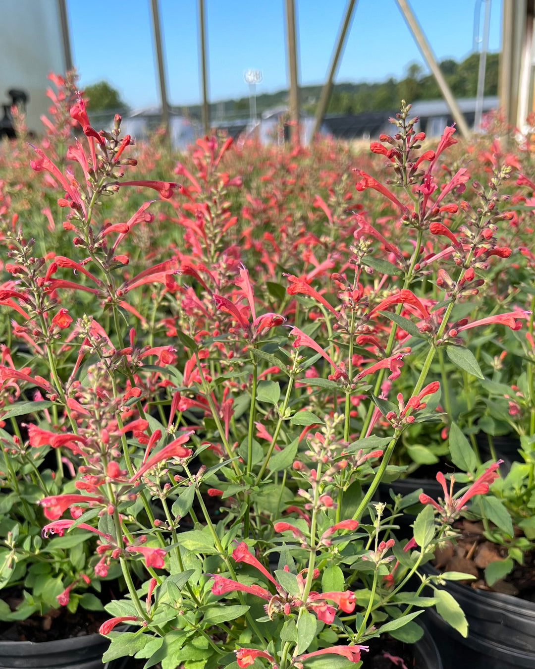 Agastache x Kudos™ Coral (Dwarf Hummingbird Mint)