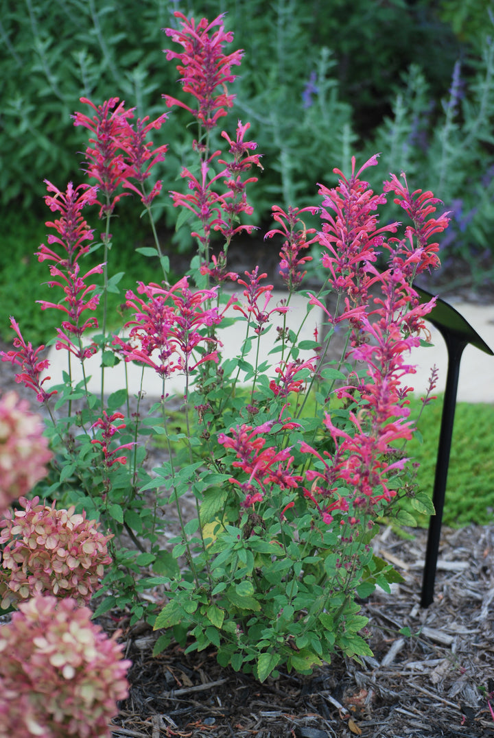 Agastache x Kudos™ Coral (Dwarf Hummingbird Mint)