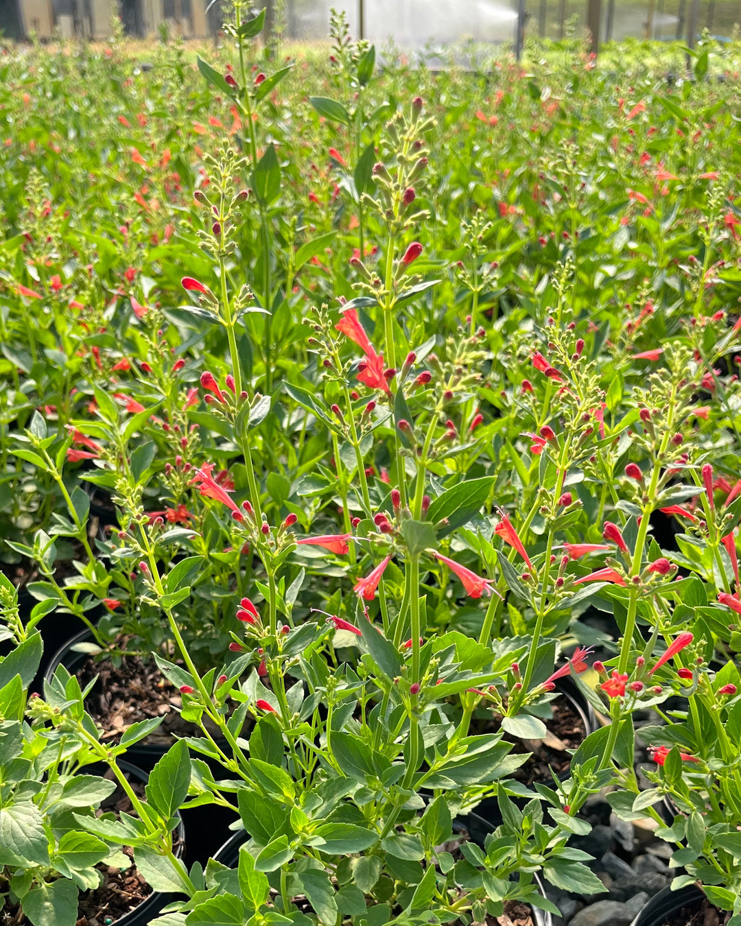 Agastache x Kudos™ Red (Dwarf Hummingbird Mint)