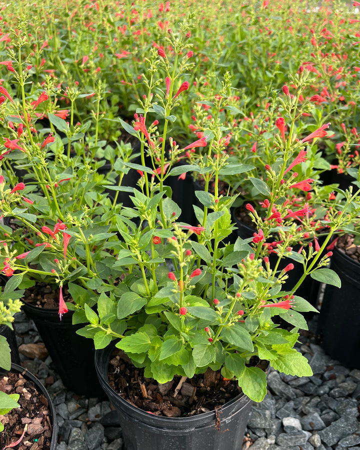 Agastache x Kudos™ Red (Dwarf Hummingbird Mint)