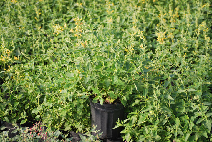 Agastache x Kudos™ Yellow (Dwarf Hummingbird Mint)