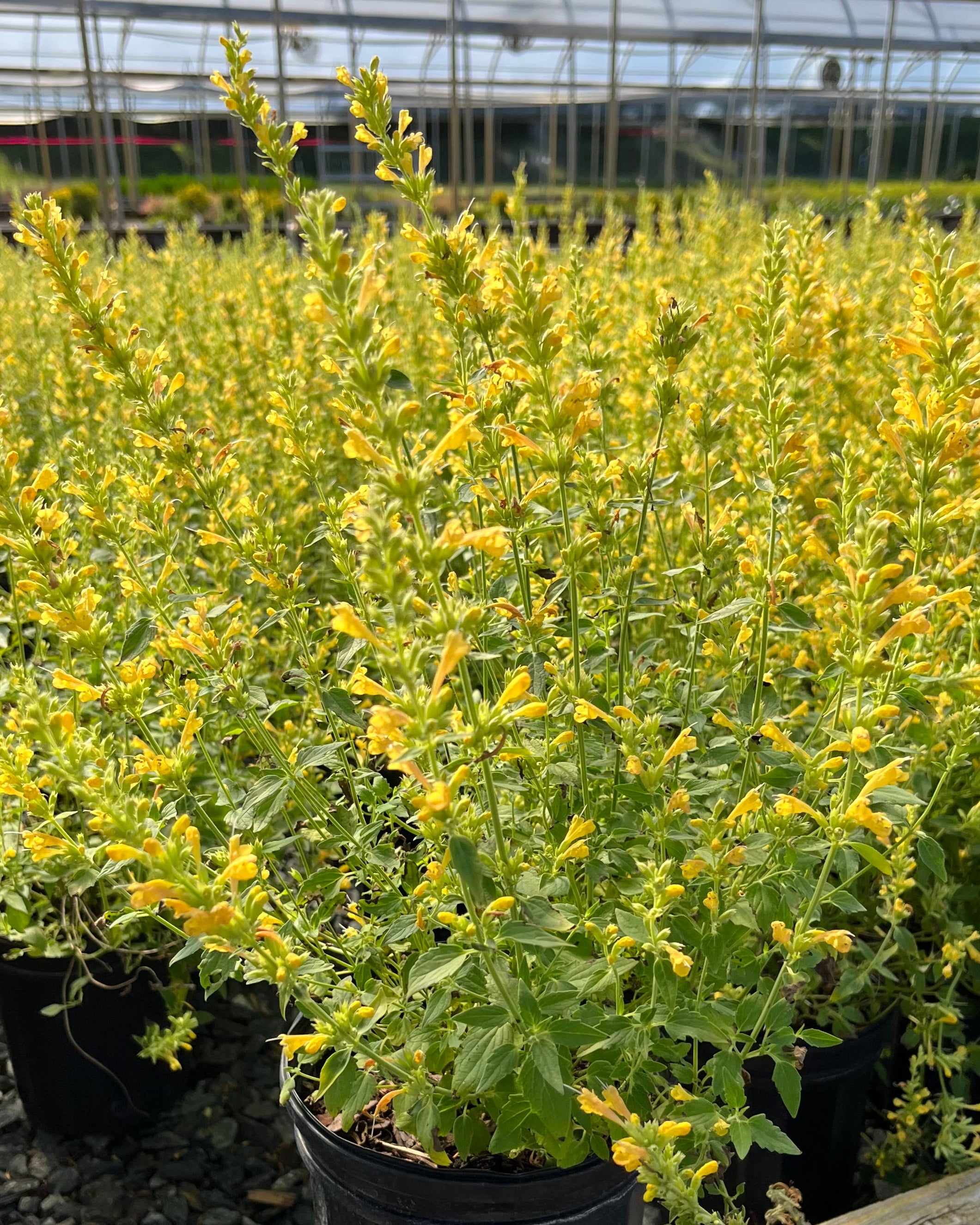 Agastache x Kudos™ Yellow (Dwarf Hummingbird Mint) – Perennial