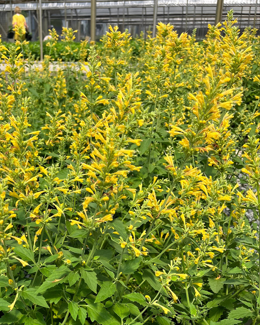 Agastache x Kudos™ Yellow (Dwarf Hummingbird Mint)