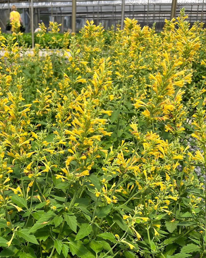 Agastache x Kudos™ Yellow (Dwarf Hummingbird Mint)