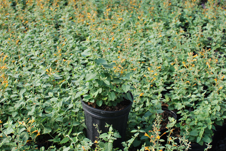 Agastache aurantiaca 'Tango' (Hummingbird Mint)