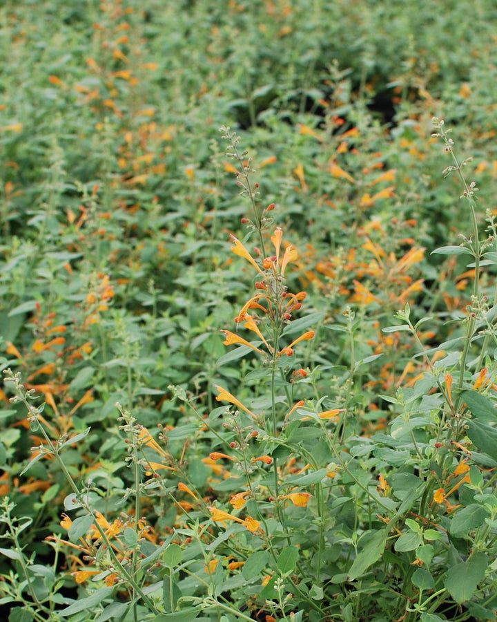 Agastache aurantiaca 'Tango' (Hummingbird Mint)