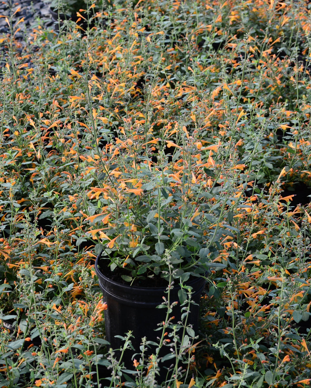Agastache aurantiaca 'Tango' (Hummingbird Mint)