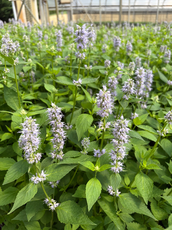 Agastache x 'Blue Fortune' (Mexican Hyssop)