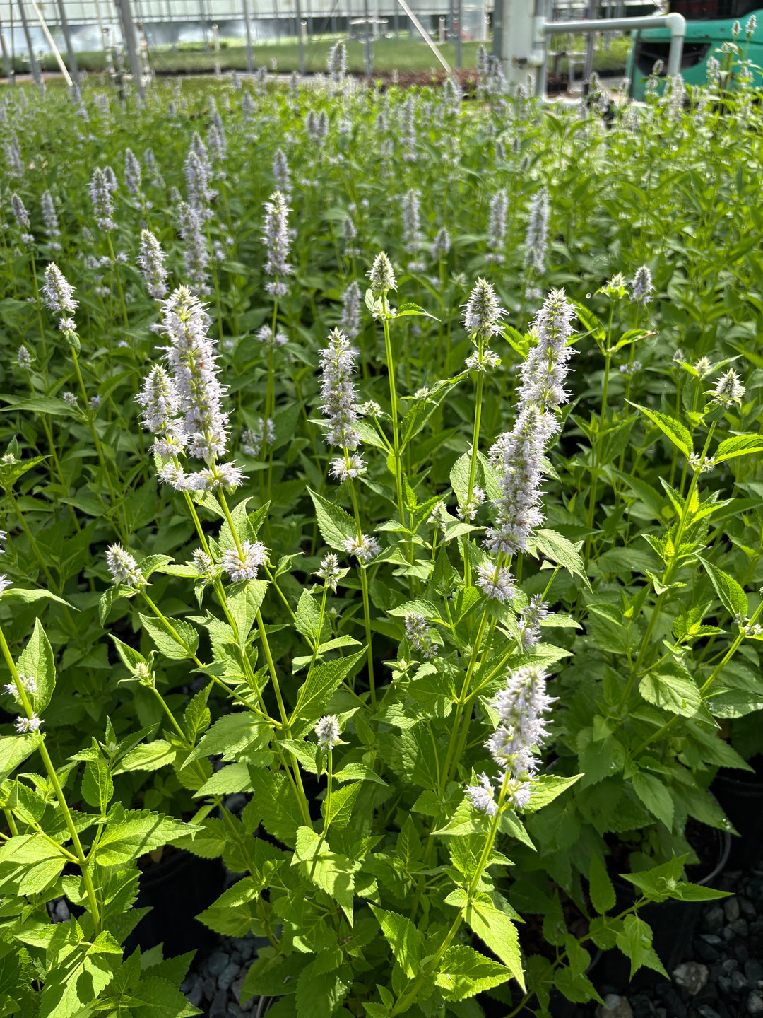 Agastache x 'Blue Fortune' (Mexican Hyssop)