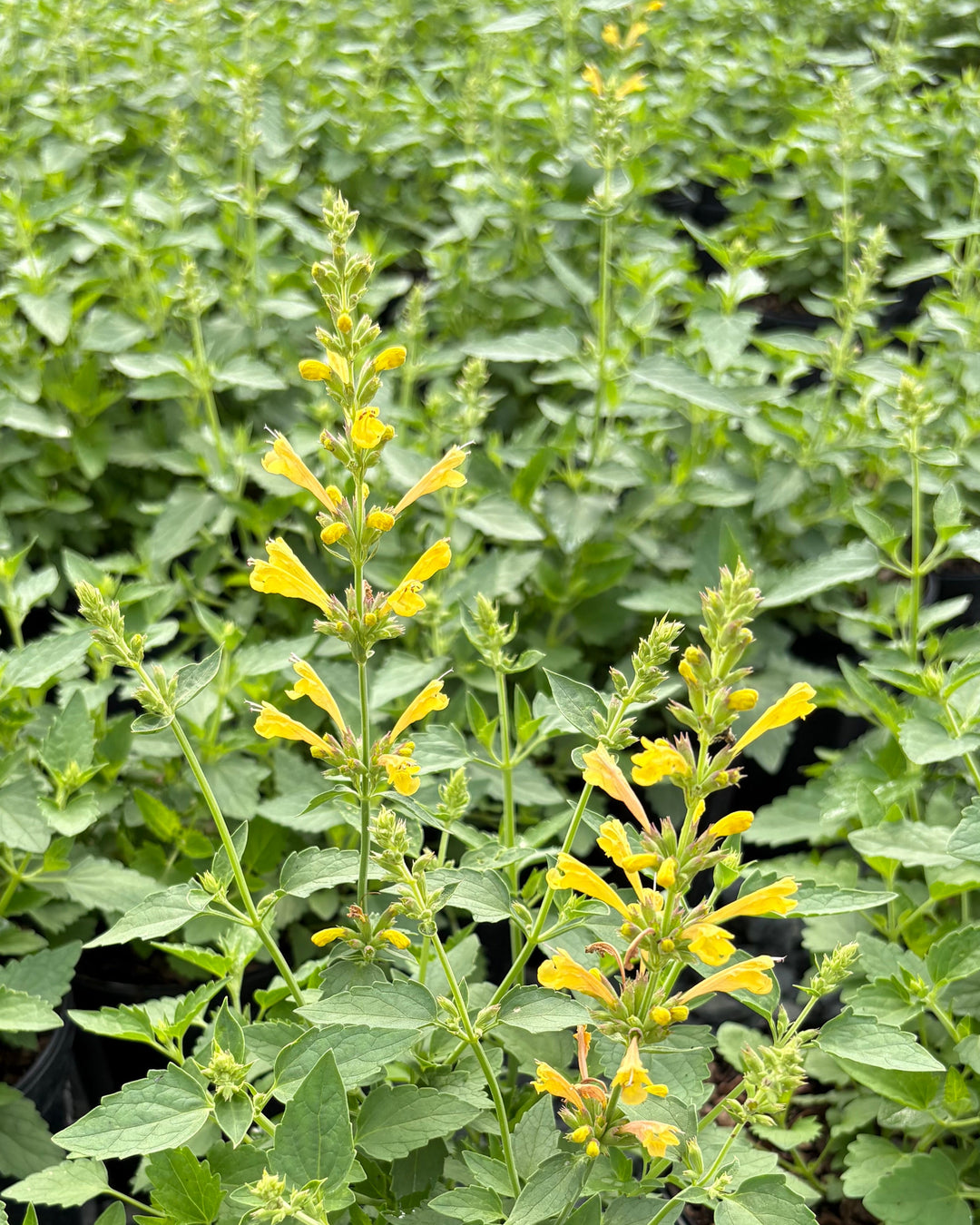 Agastache x Kudos™ Yellow (Dwarf Hummingbird Mint)