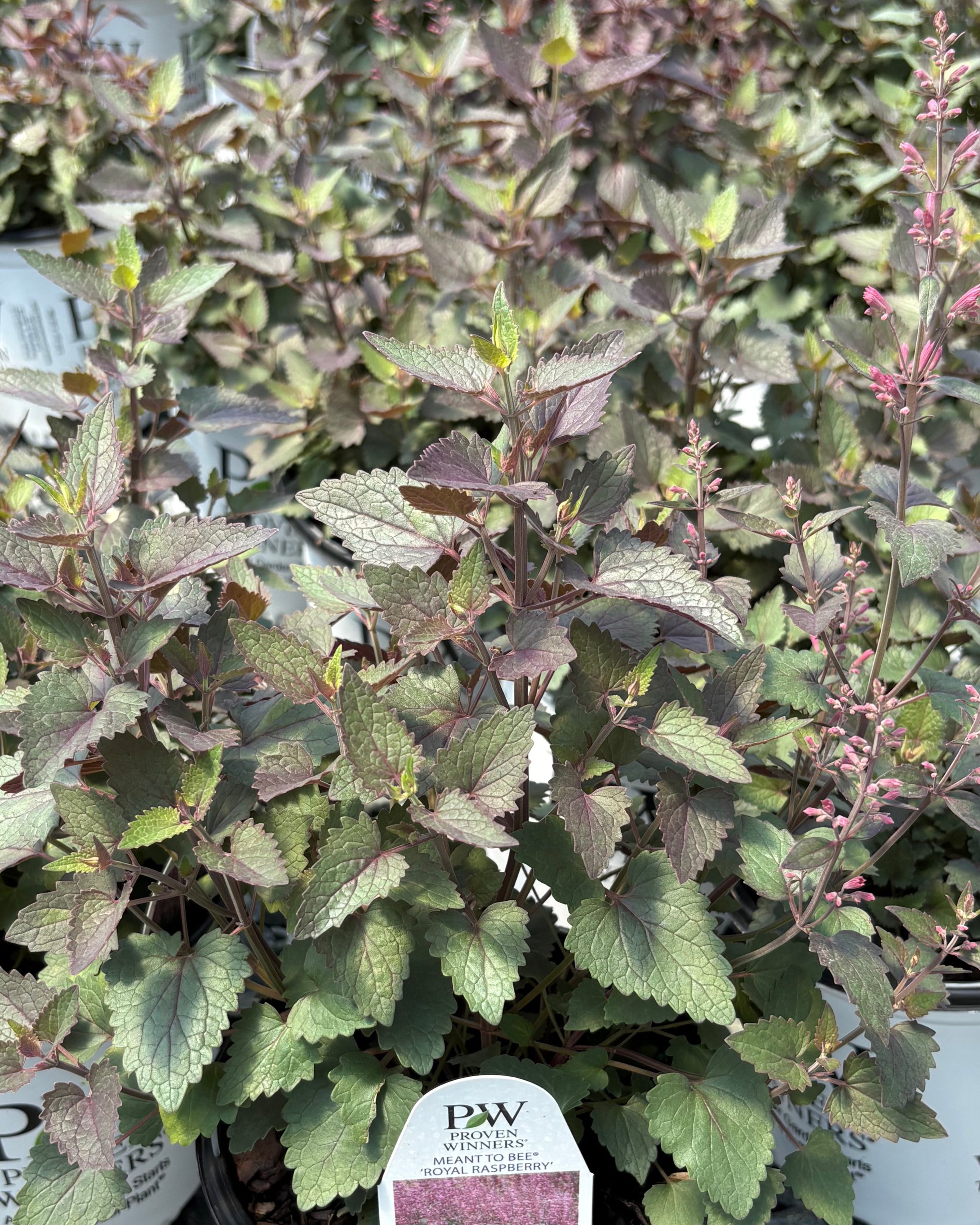Agastache Meant to Bee™ 'Royal Raspberry' (Hummingbird Mint