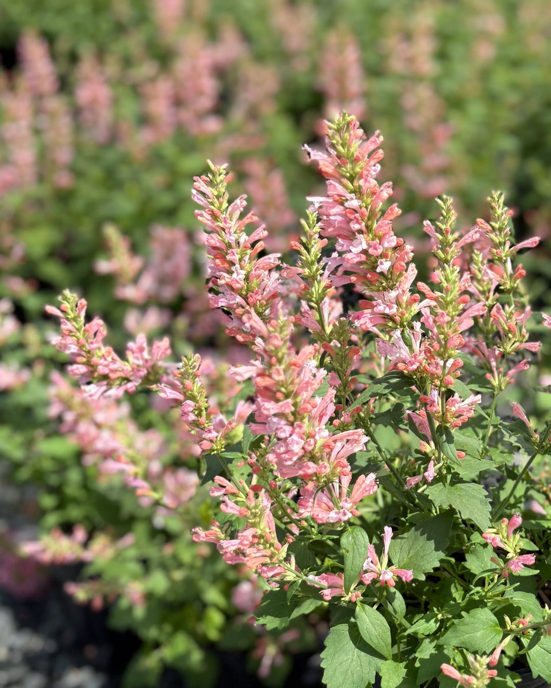 Agastache x 'Pink Pearl' (Hummingbird Mint)