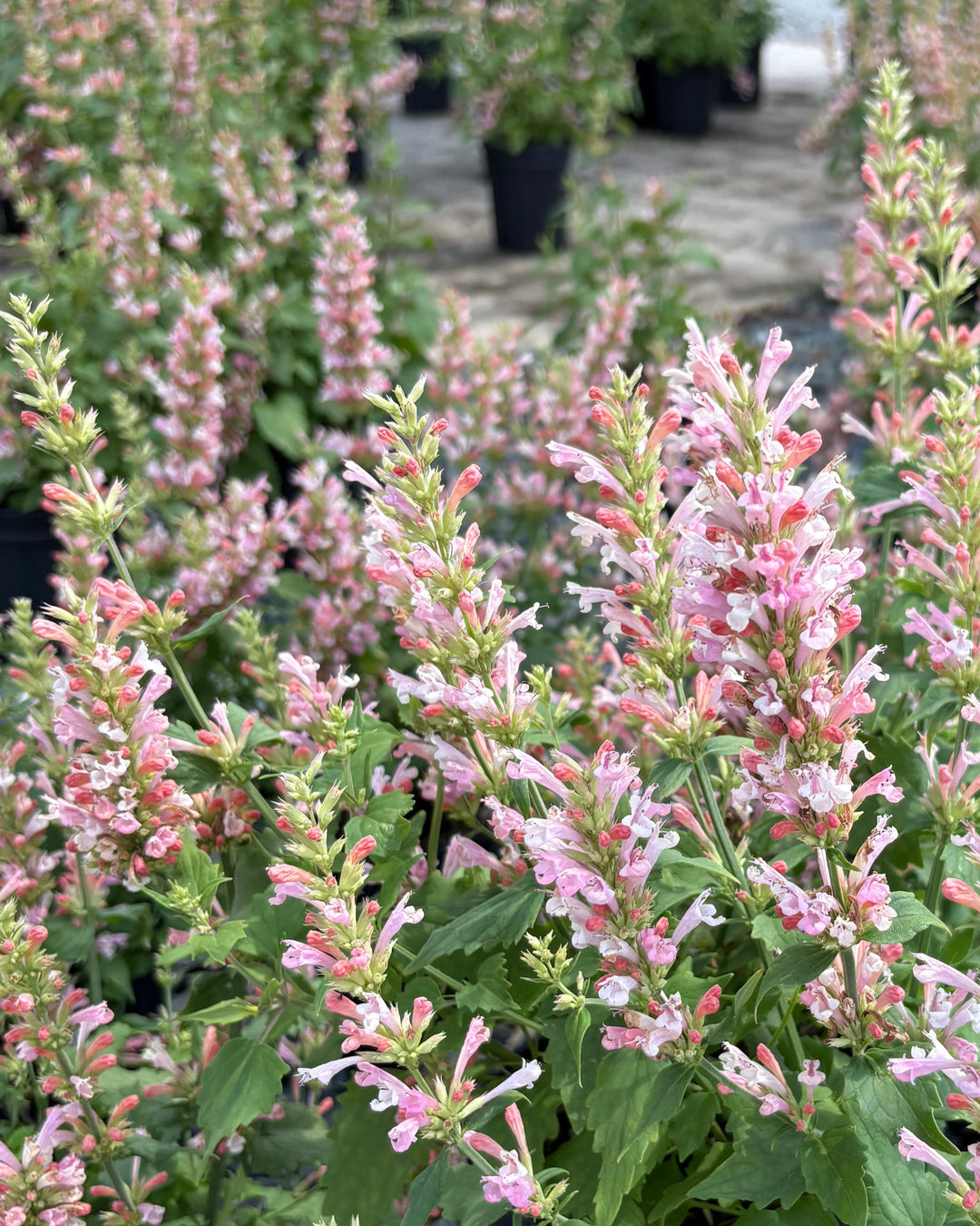 Agastache x 'Pink Pearl' (Hummingbird Mint)